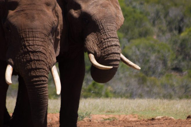 African elephants spotted in Addo Elephant Park