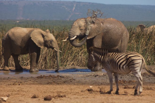 Bathing elephants and a zebra in Addo Elephant Park