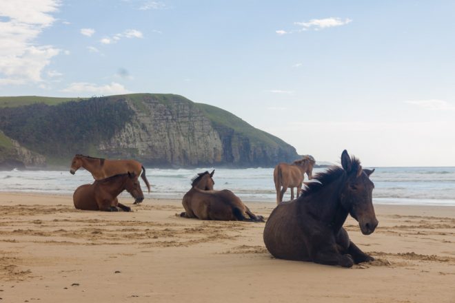 Horses resting on the beach in Coffee Bay, South Africa
